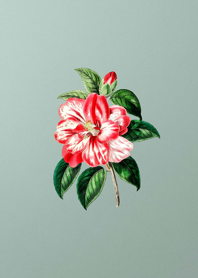Vintage Japanese Camellia