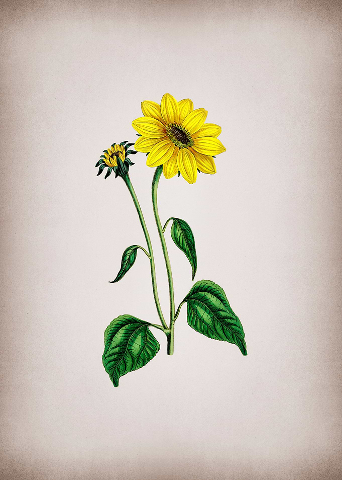 Trumpet Stalked Sunflower