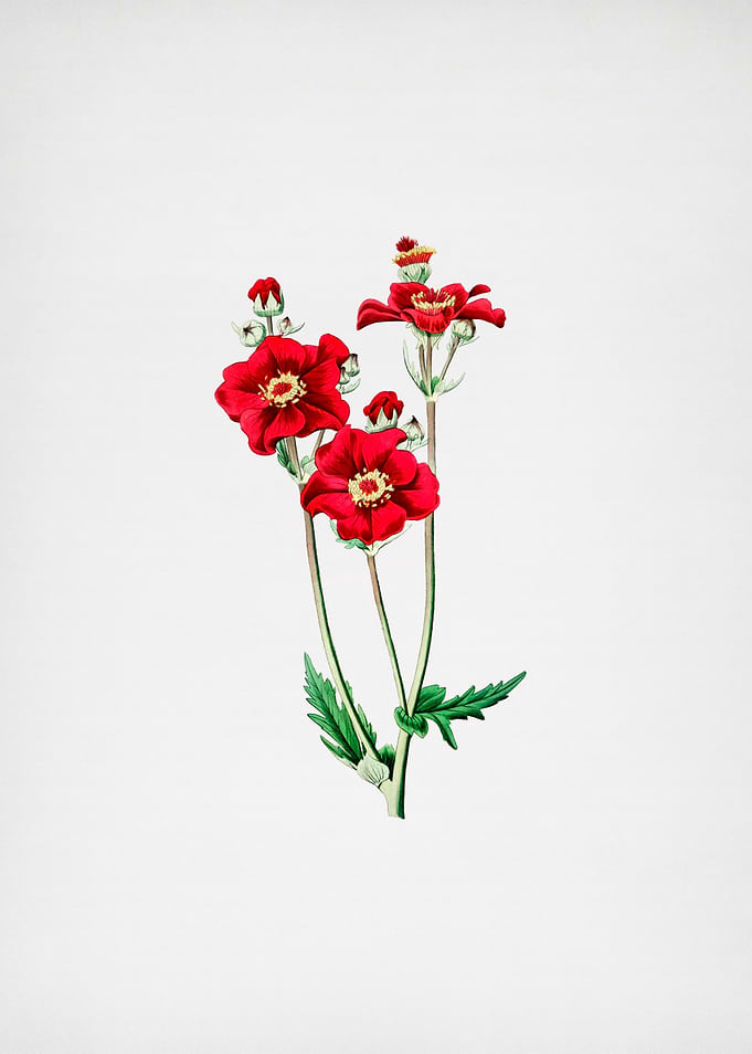 Chilian Guem Flower