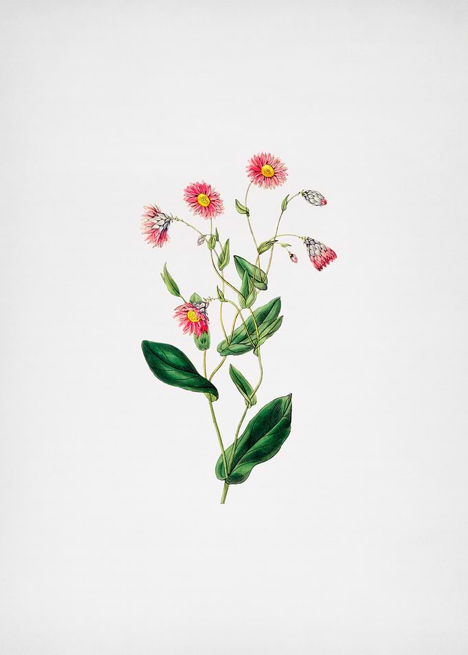 Cosmos Flower Branch