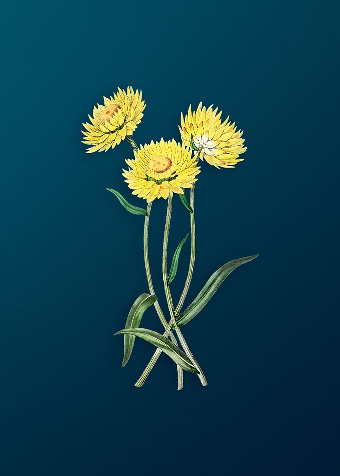 Helichrysum Flower Branch