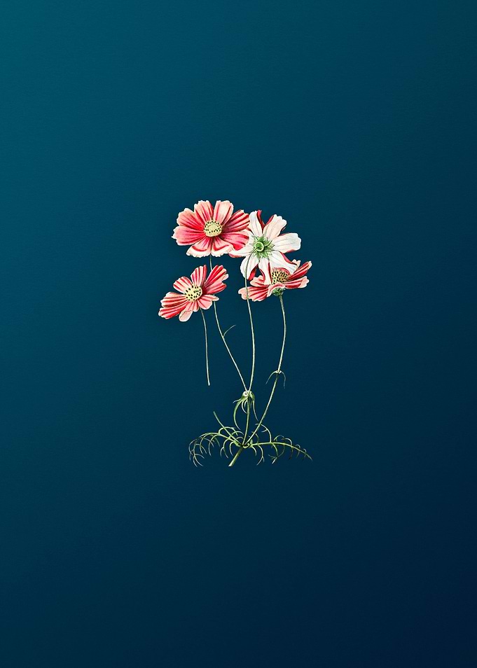 Fine Leaf Cosmus Flower