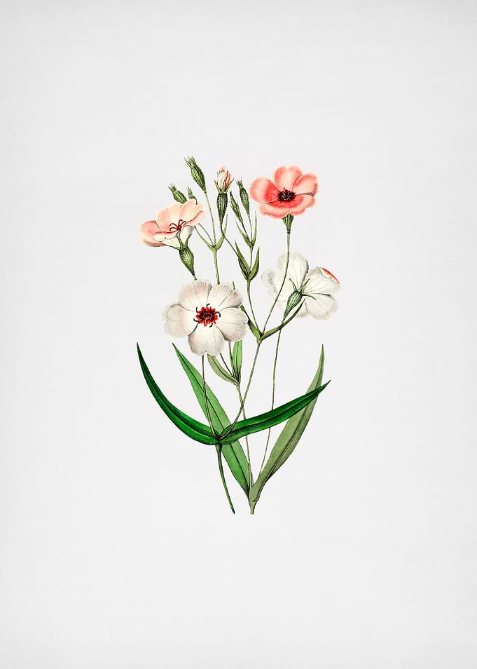 Dark Eyed Viscaria Flower