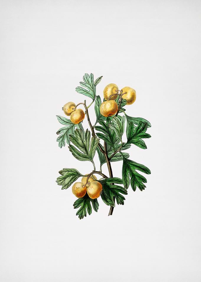 Aronia Thorn Flower