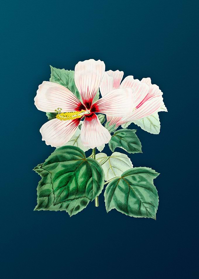 Marsh Hibiscus on Teal