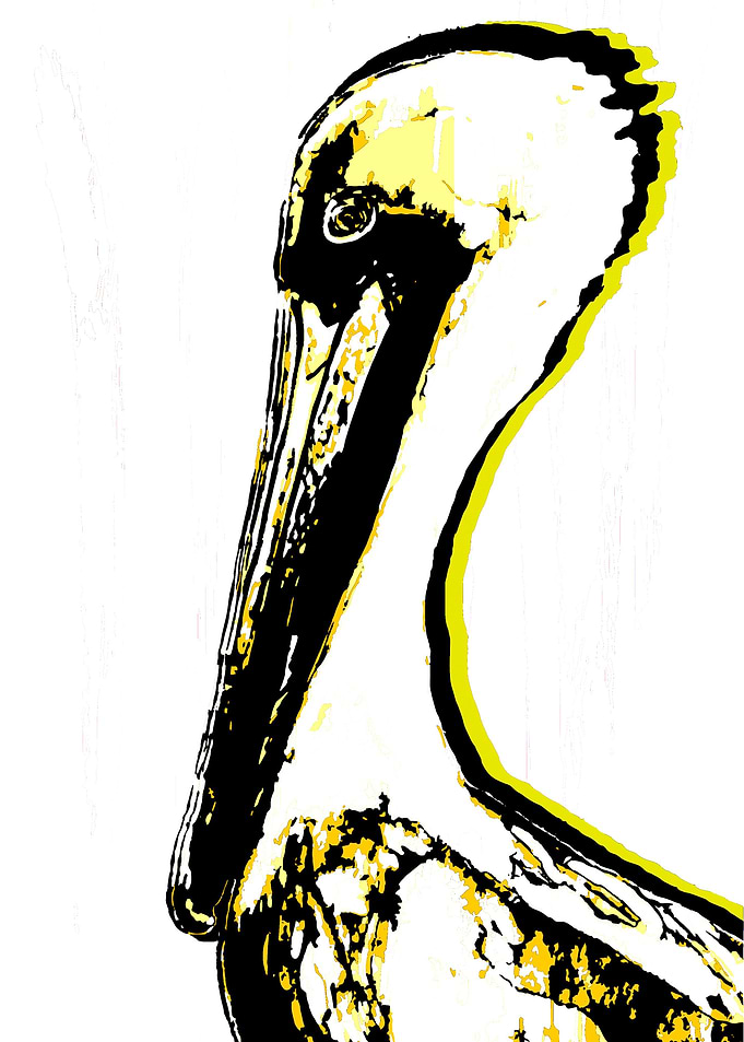 Pelican