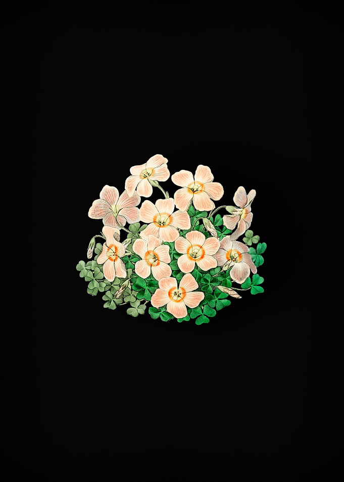 Vintage Oxalis Flower