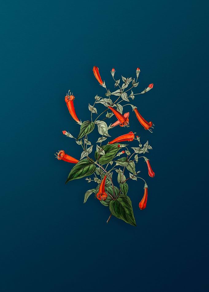 Heart Leaved Manettia