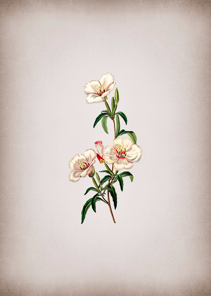 Wine Stain Godetia Flower