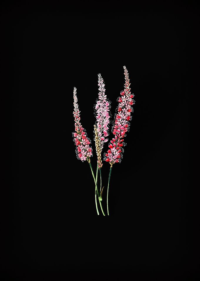 Polygonum Flower on Black