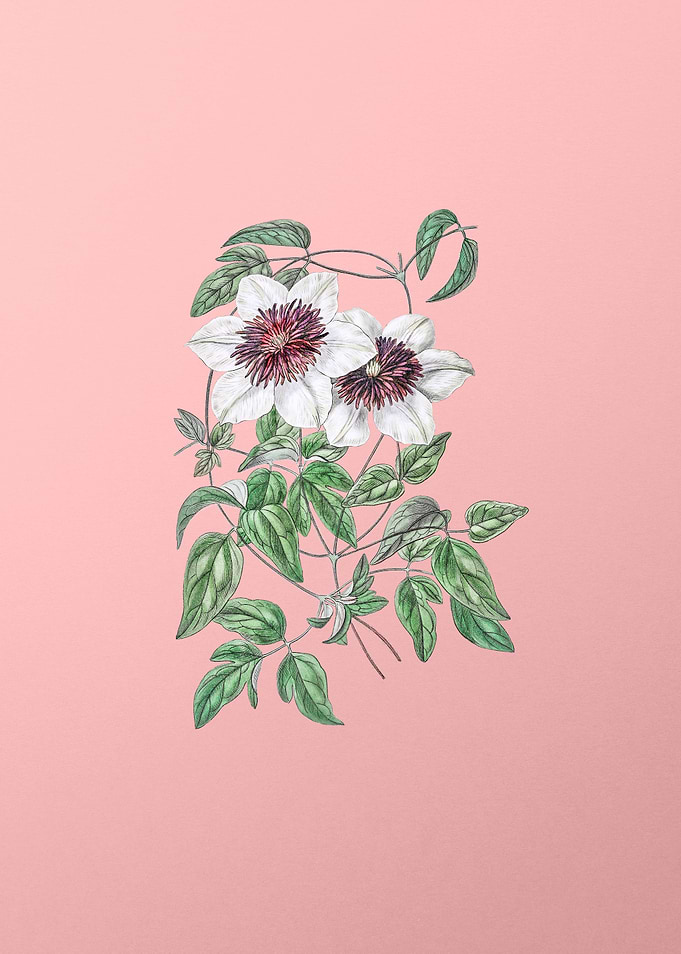 Siebalds Clematis on Pink