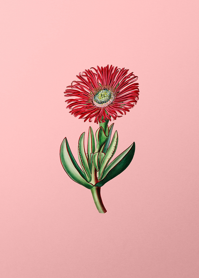 Red Edged Fig Marigold