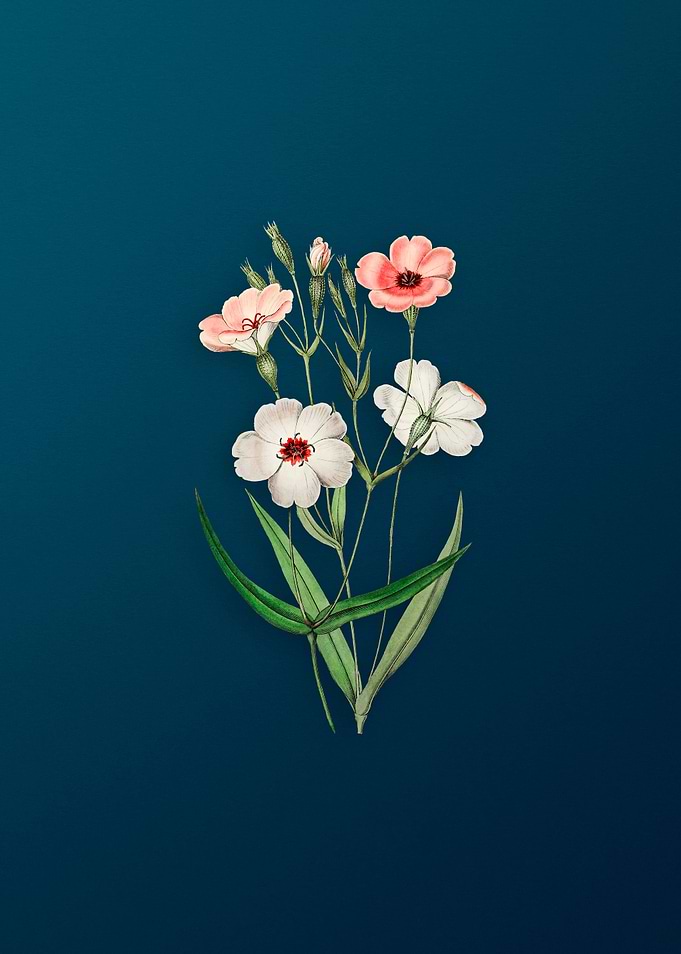 Dark Eyed Viscaria Flower