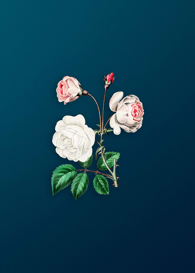 Ruga Rose Flower on Teal
