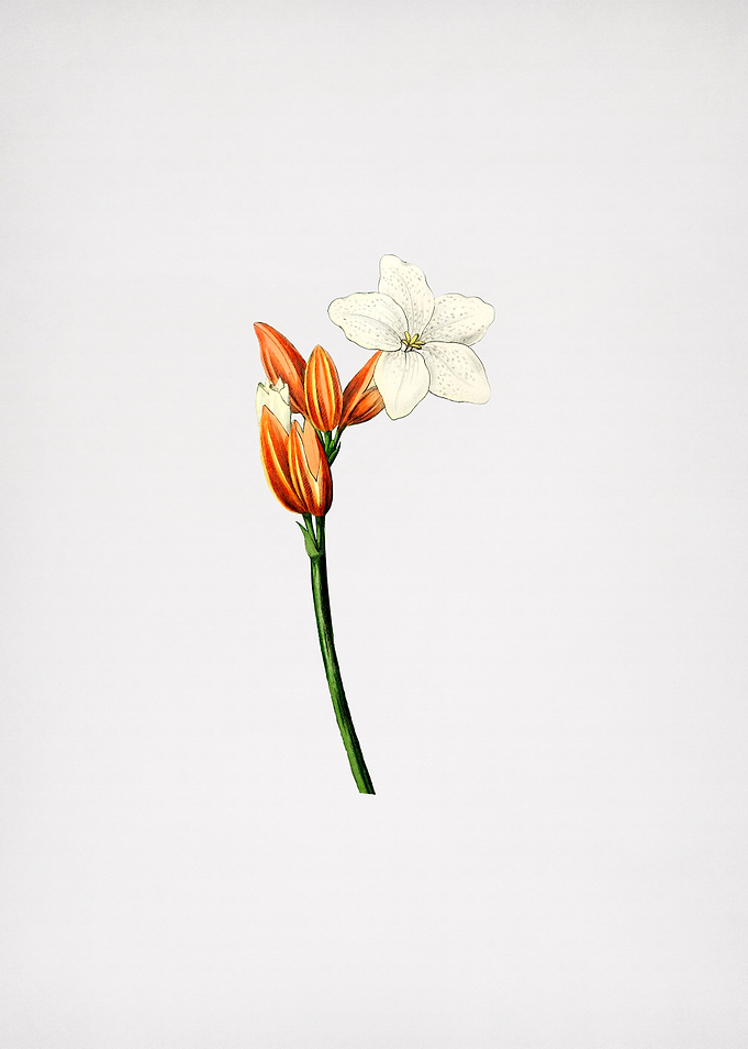 Brasilian Red Coat Flower