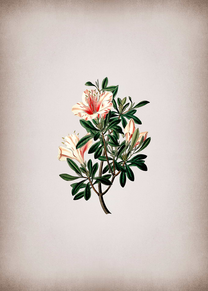Variegated Chinese Azalea