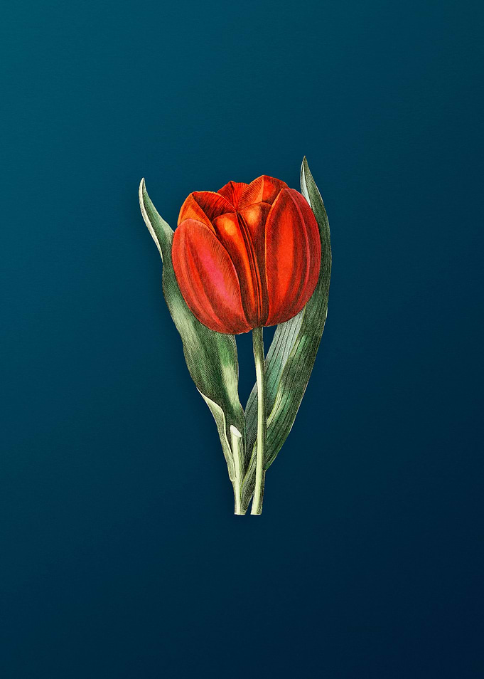 Gesners Tulip Branch