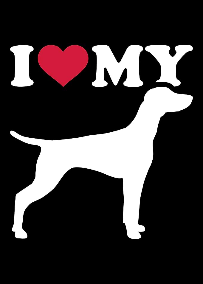 Vizsla