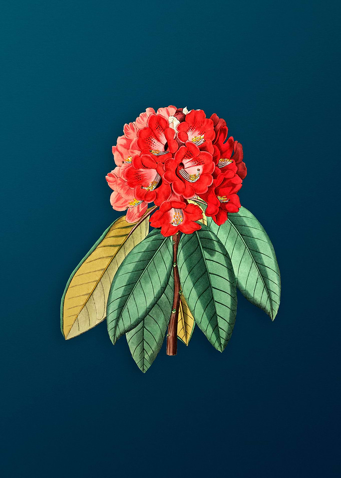Rhododendron Flower