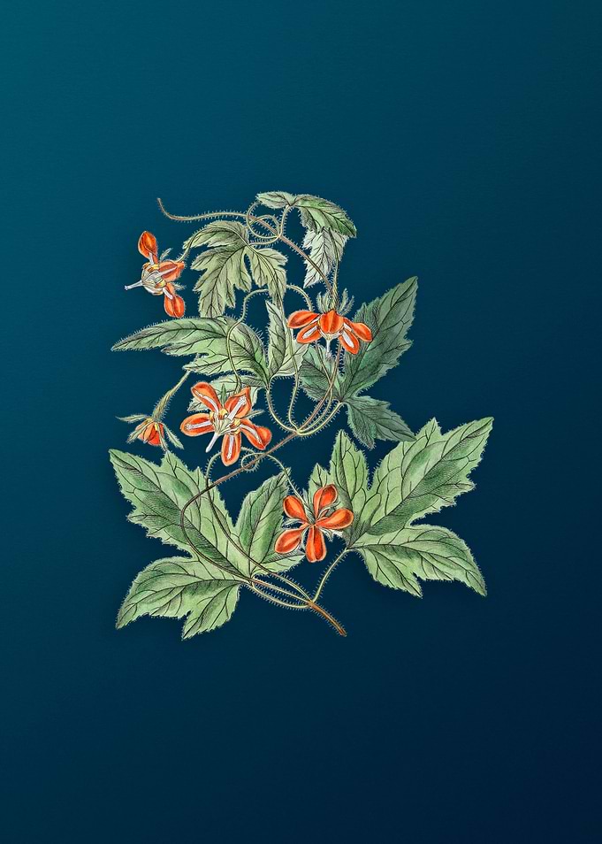 Red Loasa Flower