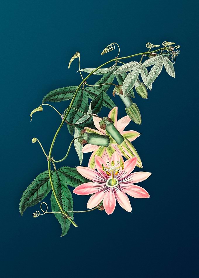 Tacsonia Flower on Teal