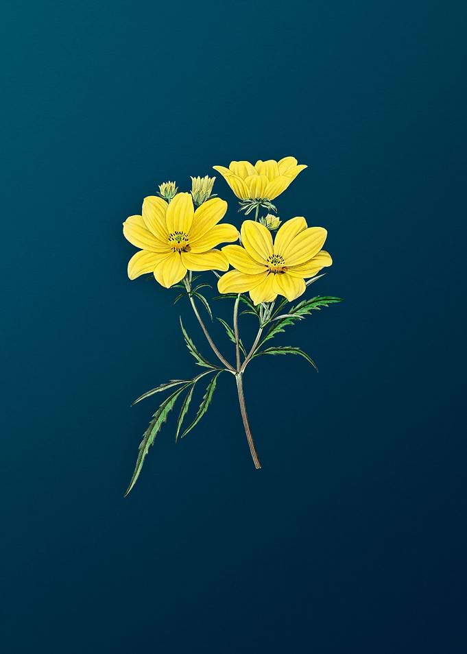 Golden Coreopsis Flower