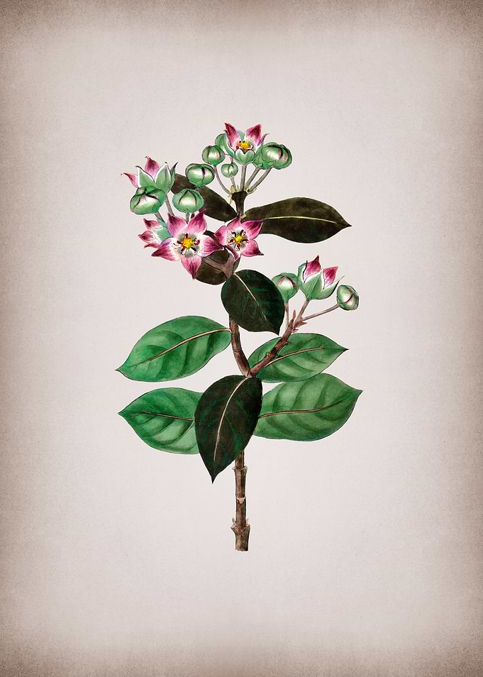 Tall Calotropis Flower