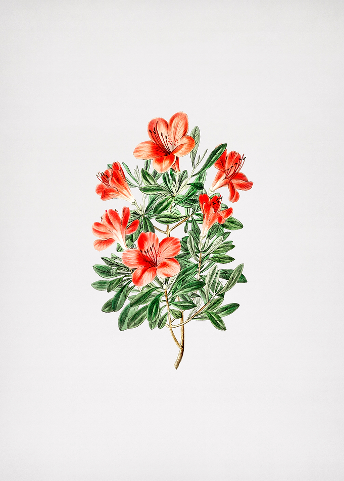 Vintage Red Chinese Azalea