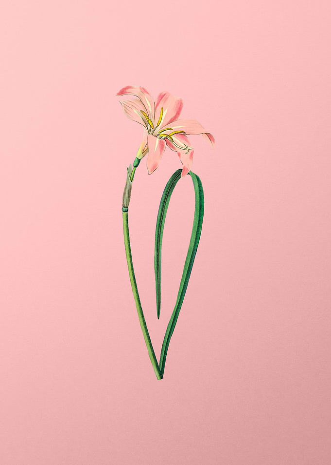 Spofforth Zephyranthes