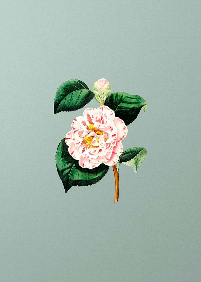 Grays Invincible Camellia