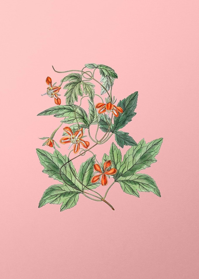 Red Loasa Flower on Pink