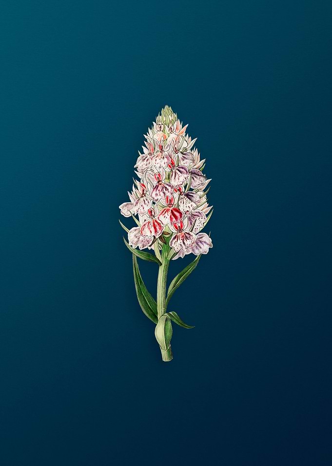 Leafy Spiked Orchis Flower