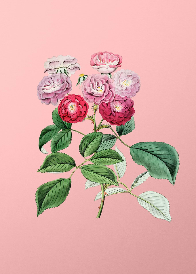 Seven Sisters Rose on Pink