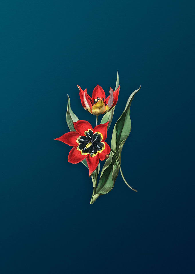 Red Strong Smelling Tulip