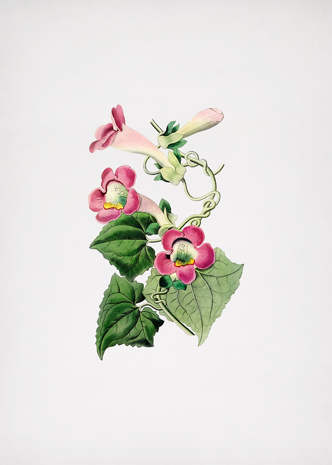 Blushing Lophospermum