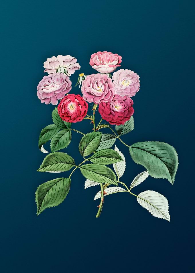 Seven Sisters Rose on Teal
