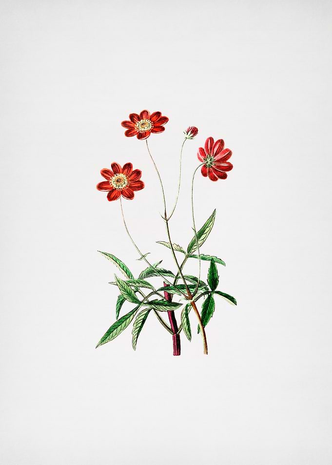 Rhodanthe Flower on Paper