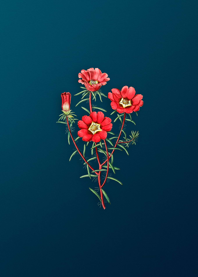 Portulaca Splendens Flower