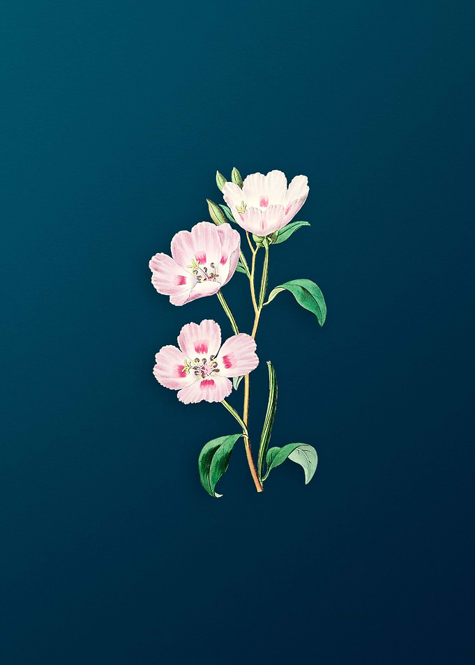 Pink Oenothera Flower