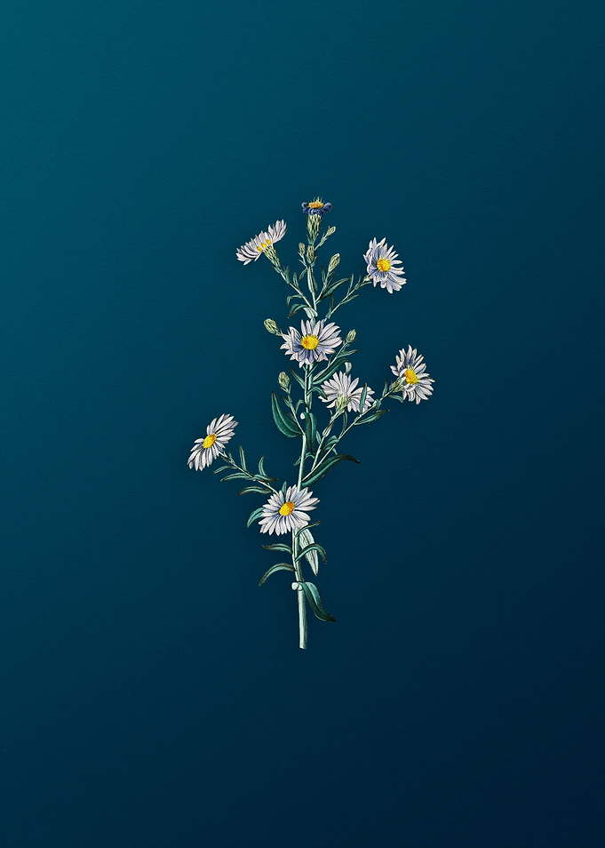 Glaucous Aster Flower