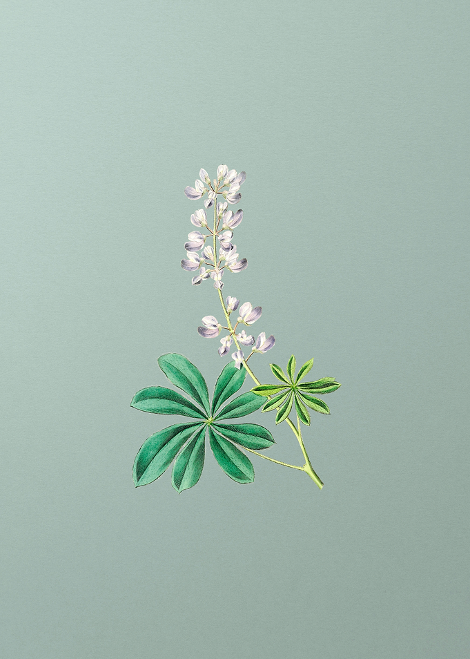 Half Shrubby Lupine Flower