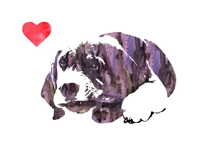 Beagle