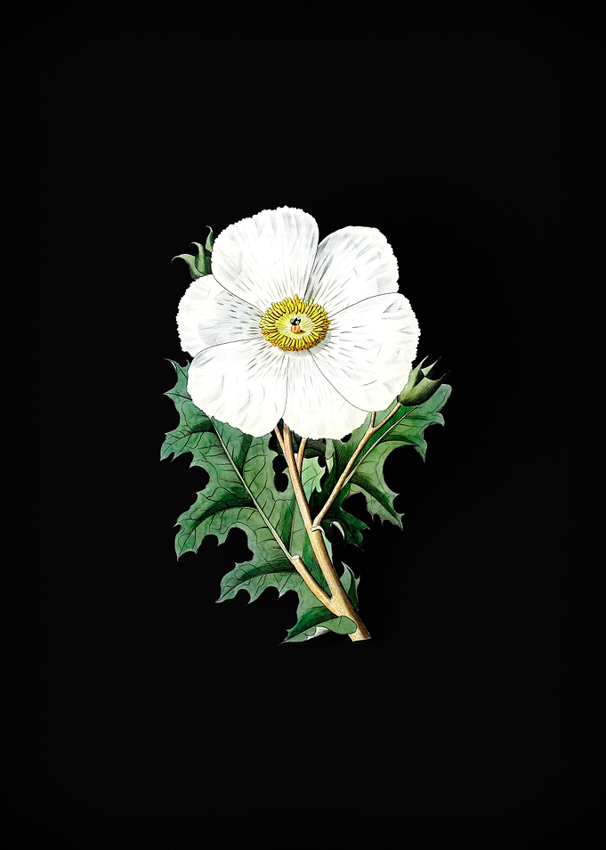 Mexican Poppy Flower