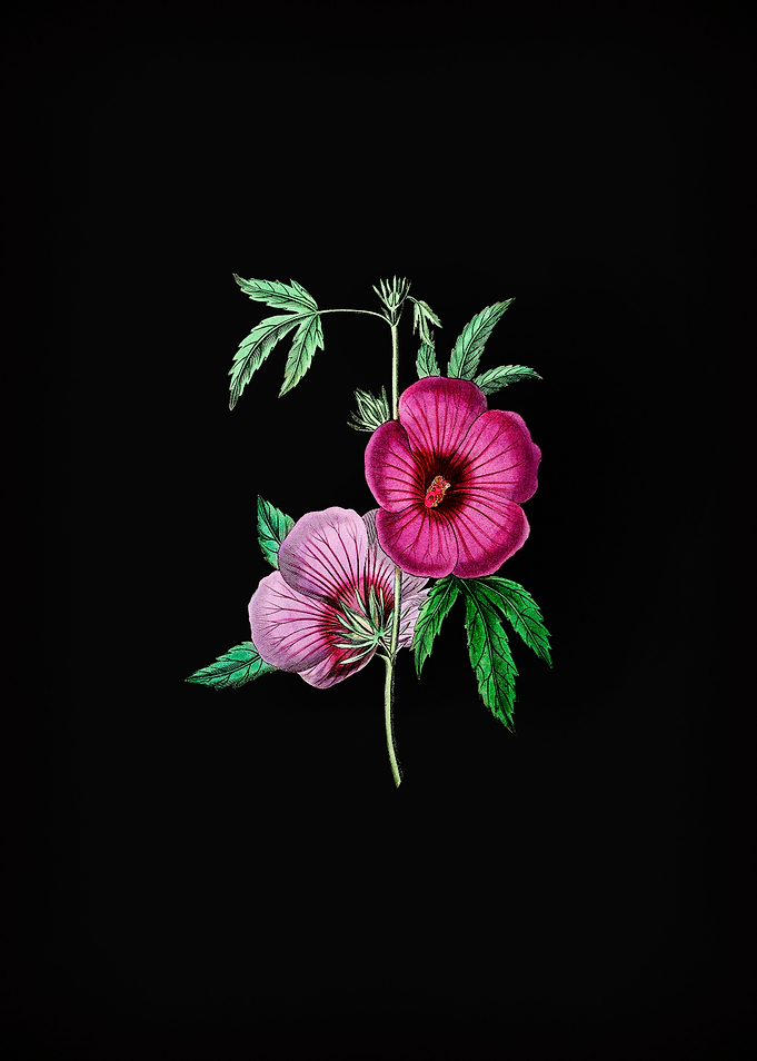 Vintage Hibiscus Flower