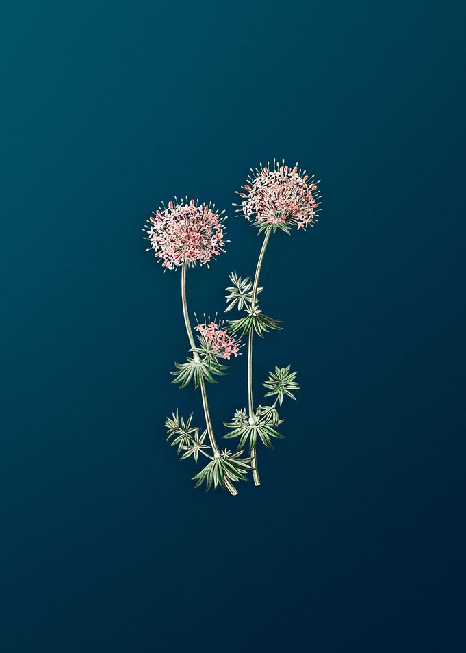 Crucianella Flower Branch