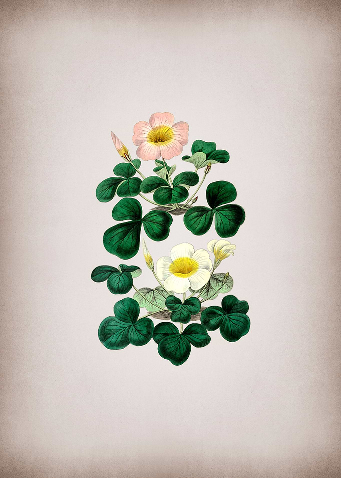 Variable Oxalis Branch