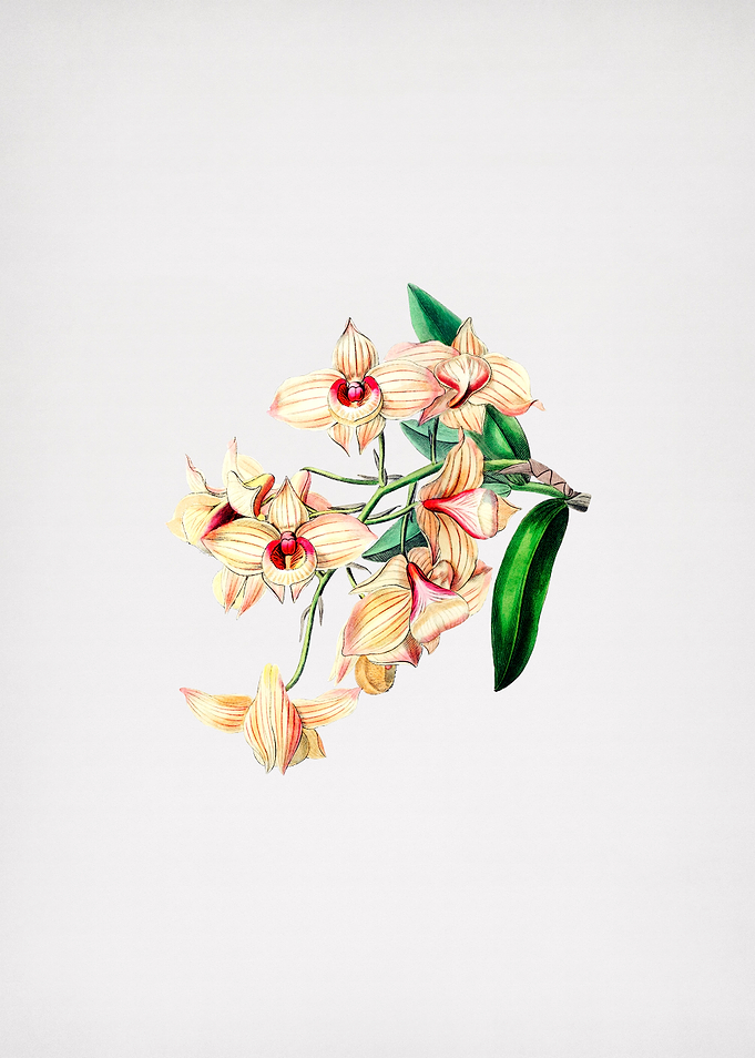 Copper Dendrobium Flower