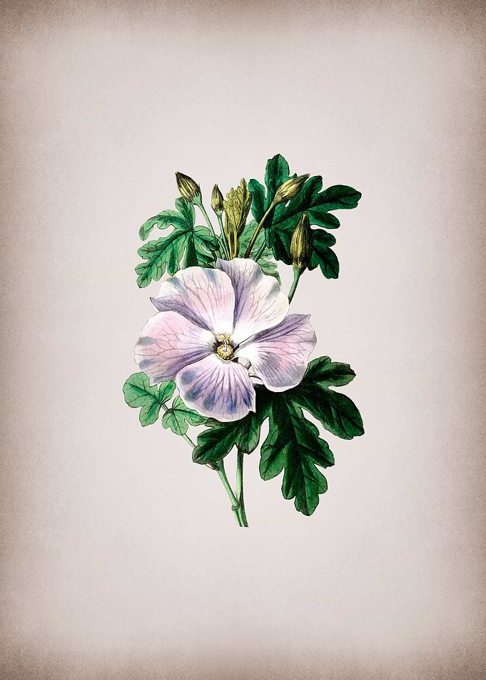 Wrays Hibiscus Flower