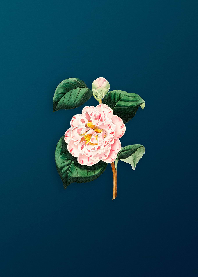 Grays Invincible Camellia