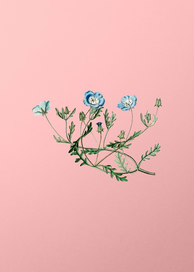Shewy Nemophila Flower